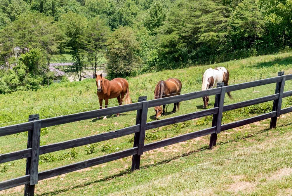 Brasstown Valley Resort & Spa Young Harris Εξωτερικό φωτογραφία